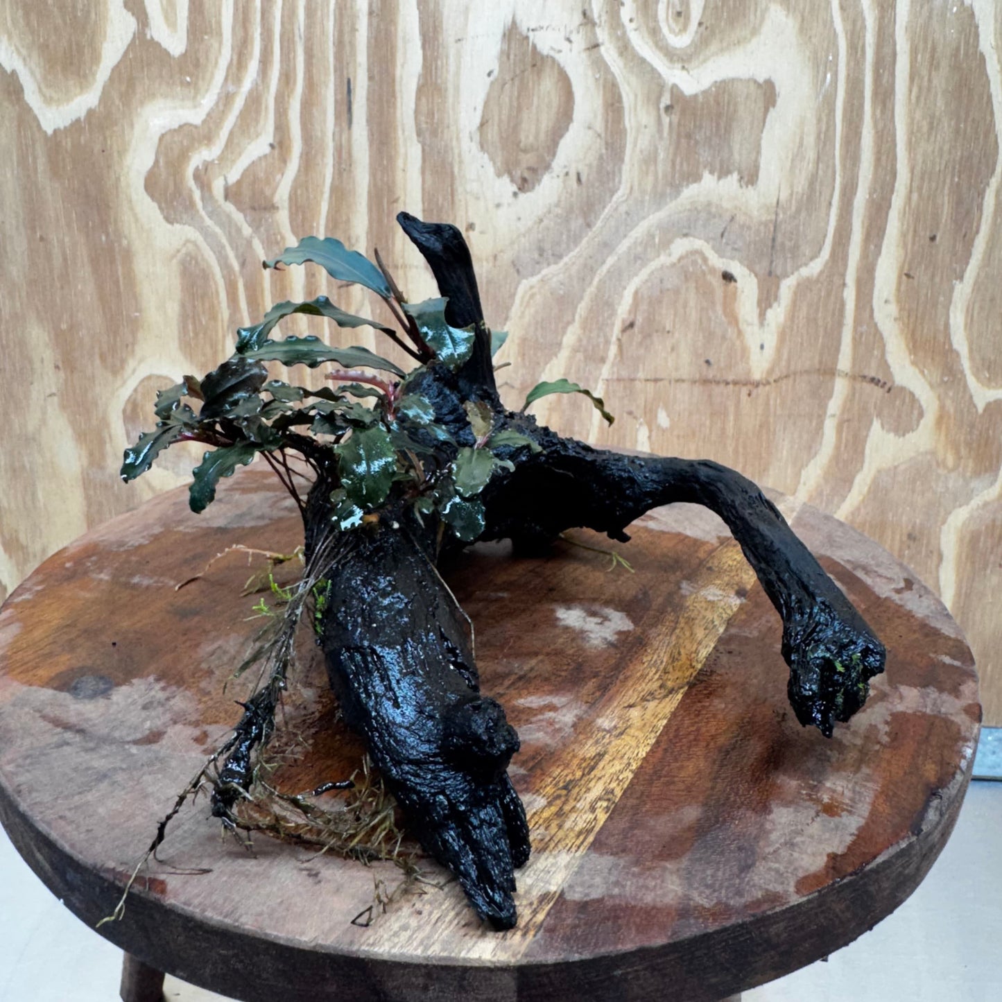 Scapeshop.com.au One Only Double Bucephalandra on Medium Driftwood - ONE ONLY - Elegant Double Bucephalandra on Medium Driftwood - ONE ONLY - Elegant