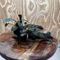 Scapeshop.com.au One Only Double Bucephalandra on Medium Driftwood - ONE ONLY - Elegant Double Bucephalandra on Medium Driftwood - ONE ONLY - Elegant