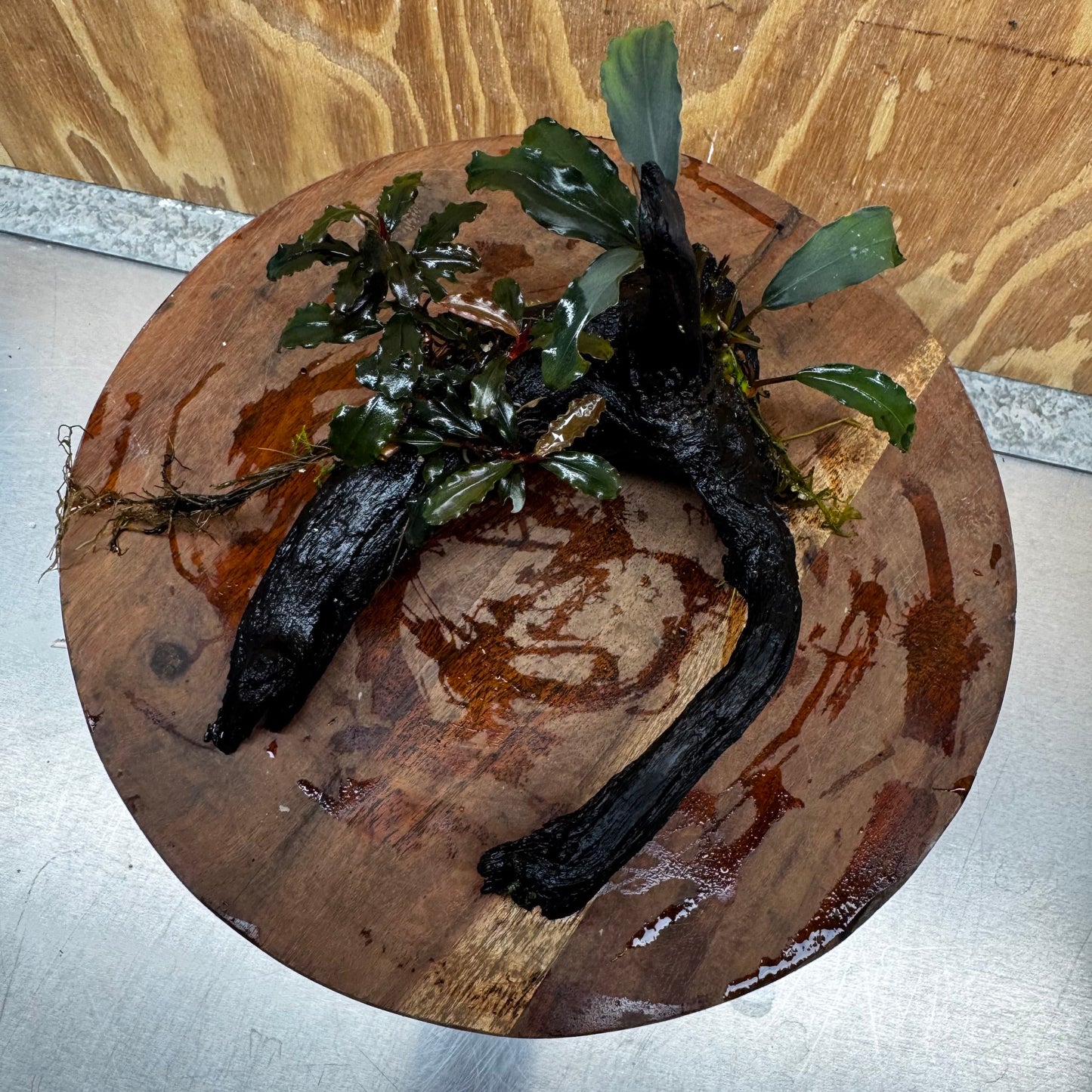 Scapeshop.com.au One Only Double Bucephalandra on Medium Driftwood - ONE ONLY - Elegant Double Bucephalandra on Medium Driftwood - ONE ONLY - Elegant