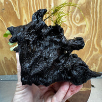 Scapeshop.com.au One Only Double Bucephalandra on Medium Driftwood - ONE ONLY - Elegant Buy Double Bucephalandra on Medium Driftwood - ONE ONLY - Elegant