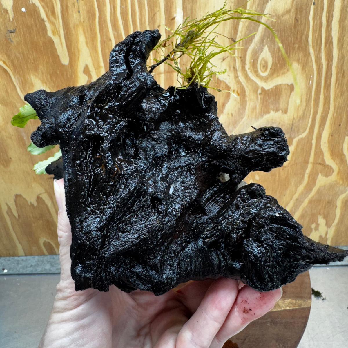 Scapeshop.com.au One Only Double Bucephalandra on Medium Driftwood - ONE ONLY - Elegant Buy Double Bucephalandra on Medium Driftwood - ONE ONLY - Elegant