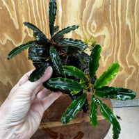 Scapeshop.com.au One Only Double Bucephalandra on Medium Driftwood - ONE ONLY - Elegant Buy Double Bucephalandra on Medium Driftwood - ONE ONLY - Elegant