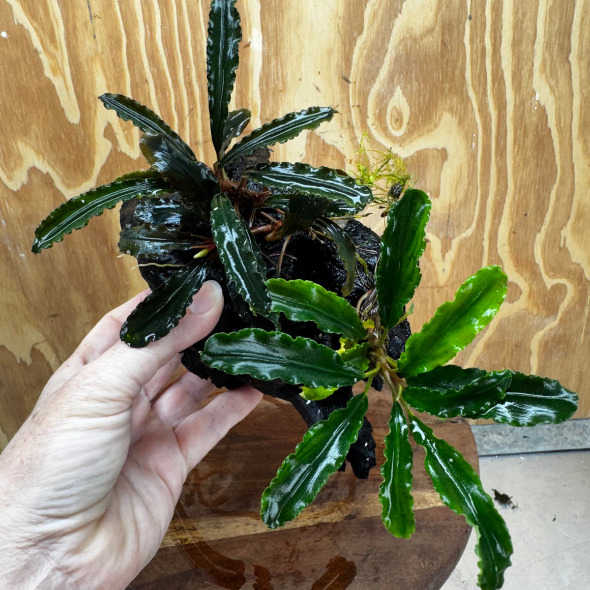 Scapeshop.com.au One Only Double Bucephalandra on Medium Driftwood - ONE ONLY - Elegant Buy Double Bucephalandra on Medium Driftwood - ONE ONLY - Elegant