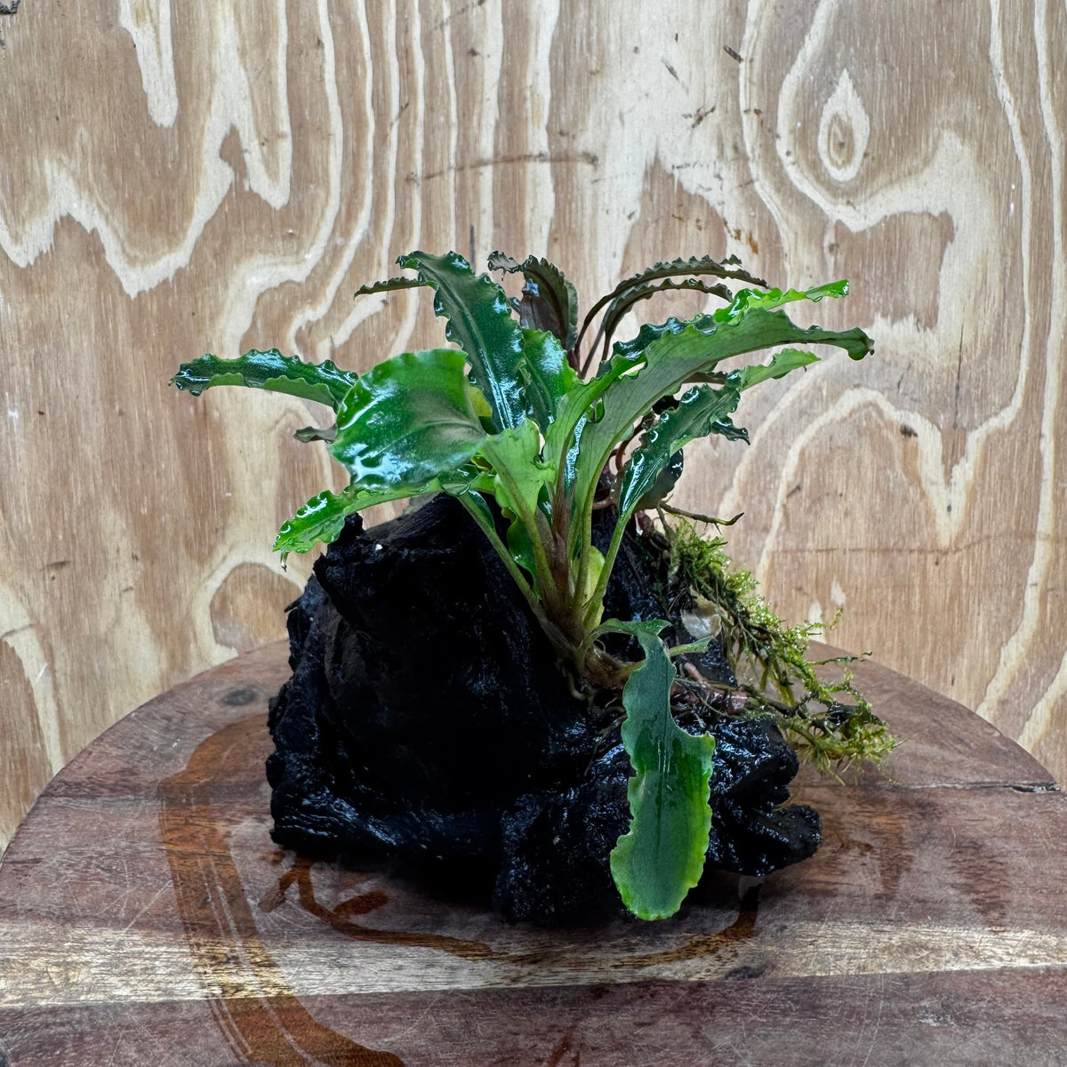 Scapeshop.com.au One Only Double Bucephalandra on Medium Driftwood - ONE ONLY - Elegant Buy Double Bucephalandra on Medium Driftwood - ONE ONLY - Elegant
