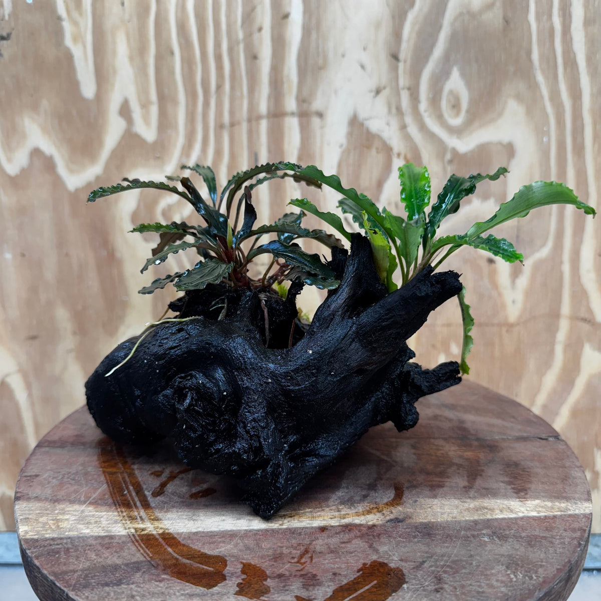 Scapeshop.com.au One Only Double Bucephalandra on Medium Driftwood - ONE ONLY - Elegant Buy Double Bucephalandra on Medium Driftwood - ONE ONLY - Elegant