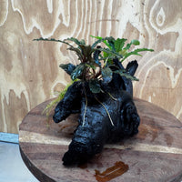 Scapeshop.com.au One Only Double Bucephalandra on Medium Driftwood - ONE ONLY - Elegant Buy Double Bucephalandra on Medium Driftwood - ONE ONLY - Elegant