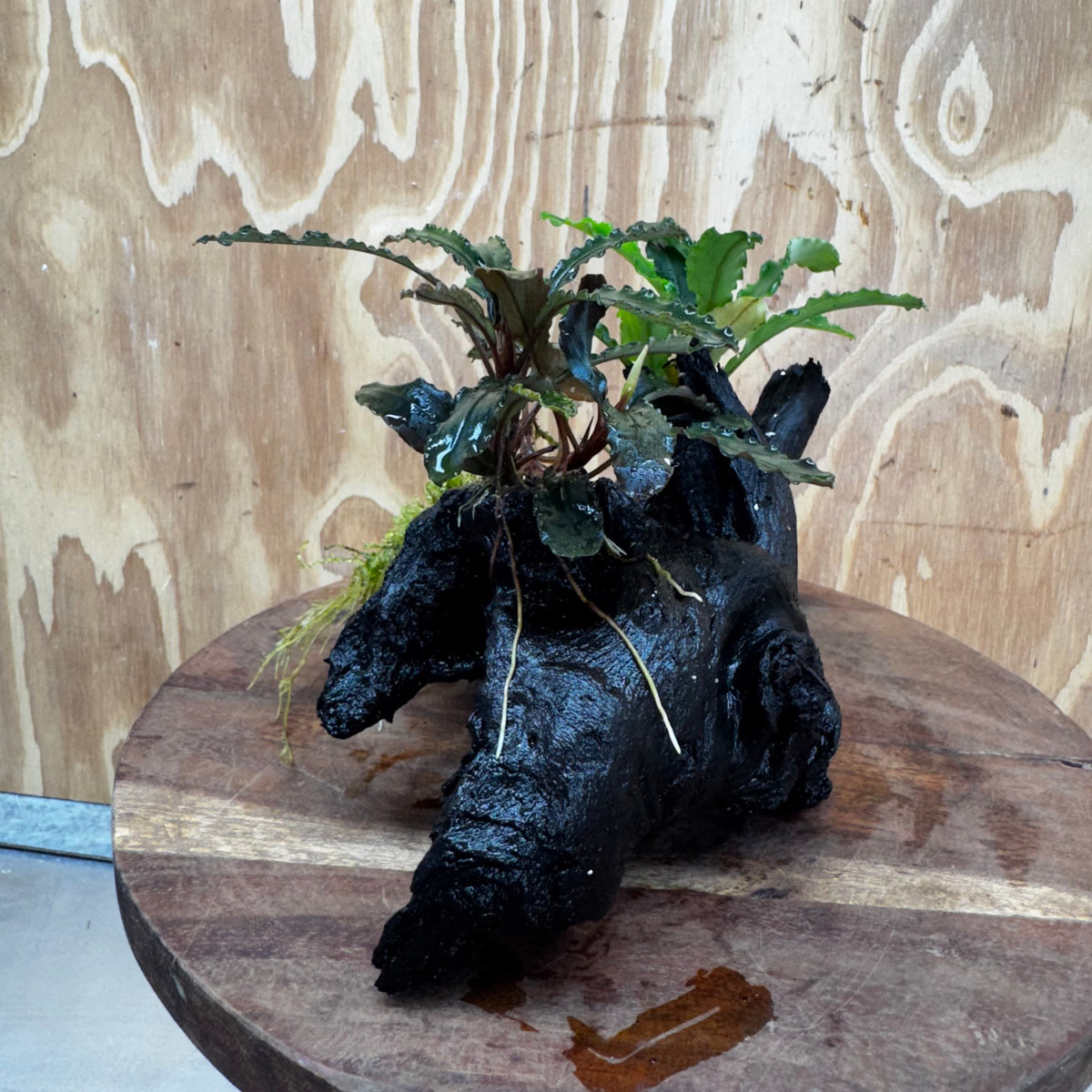 Scapeshop.com.au One Only Double Bucephalandra on Medium Driftwood - ONE ONLY - Elegant Buy Double Bucephalandra on Medium Driftwood - ONE ONLY - Elegant