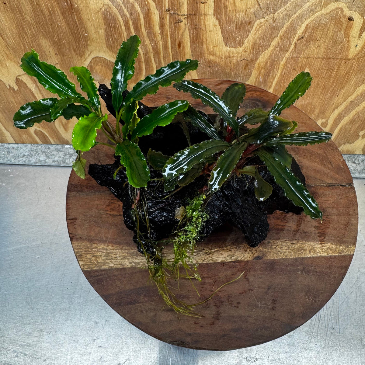 Scapeshop.com.au One Only Double Bucephalandra on Medium Driftwood - ONE ONLY - Elegant Buy Double Bucephalandra on Medium Driftwood - ONE ONLY - Elegant