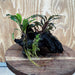 Scapeshop.com.au One Only Double Bucephalandra on Medium Driftwood - ONE ONLY - Elegant Buy Double Bucephalandra on Medium Driftwood - ONE ONLY - Elegant