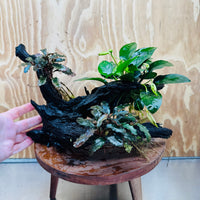 Scapeshop.com.au One Only Double Bucephalandra & Petite Nana Anubias Driftwood - ONE ONLY - Spectacular Double Bucephalandra & Petite Nana Anubias Driftwood - ONE ONLY - Spectacular