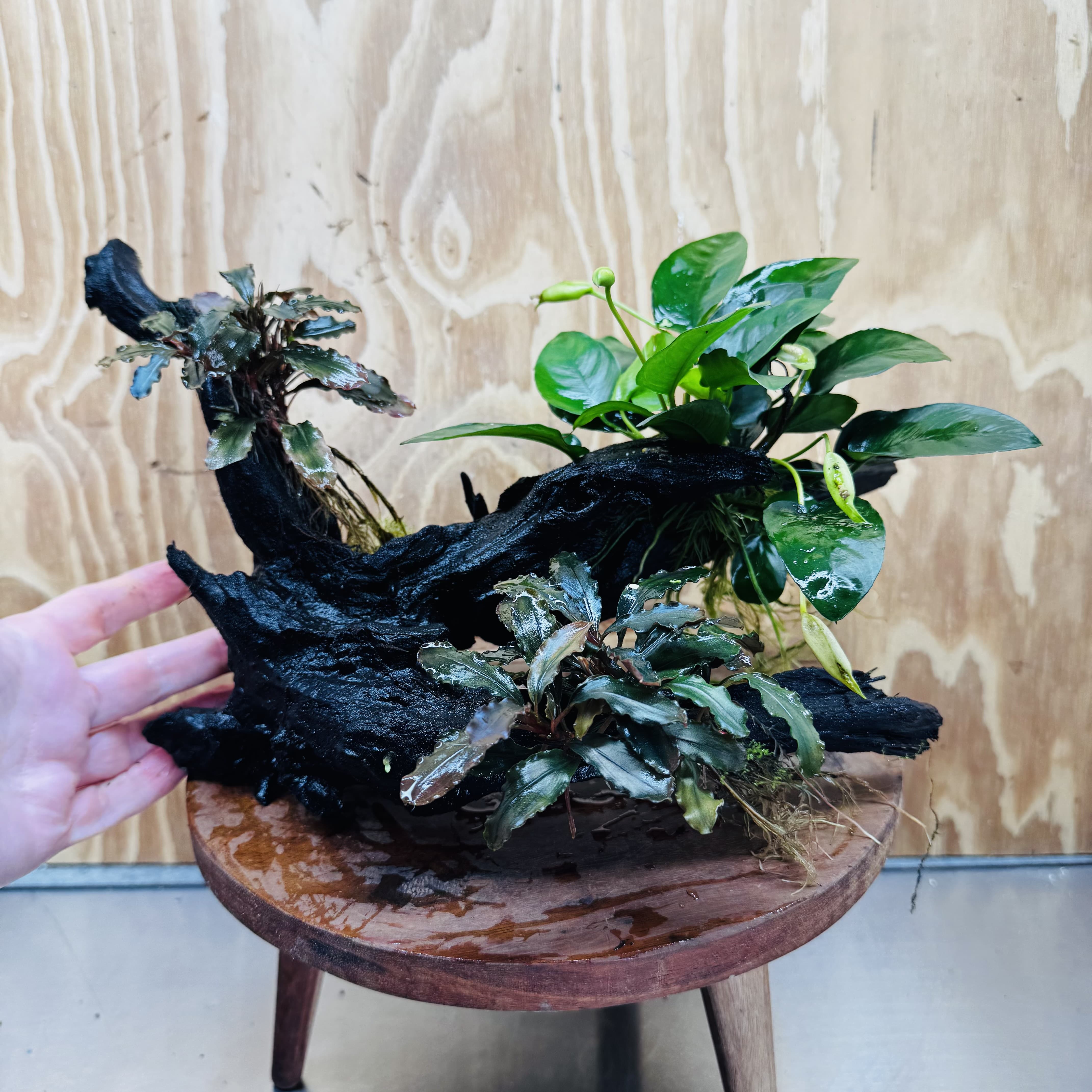 Scapeshop.com.au One Only Double Bucephalandra & Petite Nana Anubias Driftwood - ONE ONLY - Spectacular Double Bucephalandra & Petite Nana Anubias Driftwood - ONE ONLY - Spectacular