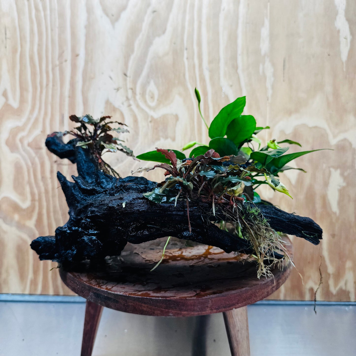 Scapeshop.com.au One Only Double Bucephalandra & Petite Nana Anubias Driftwood - ONE ONLY - Spectacular Double Bucephalandra & Petite Nana Anubias Driftwood - ONE ONLY - Spectacular