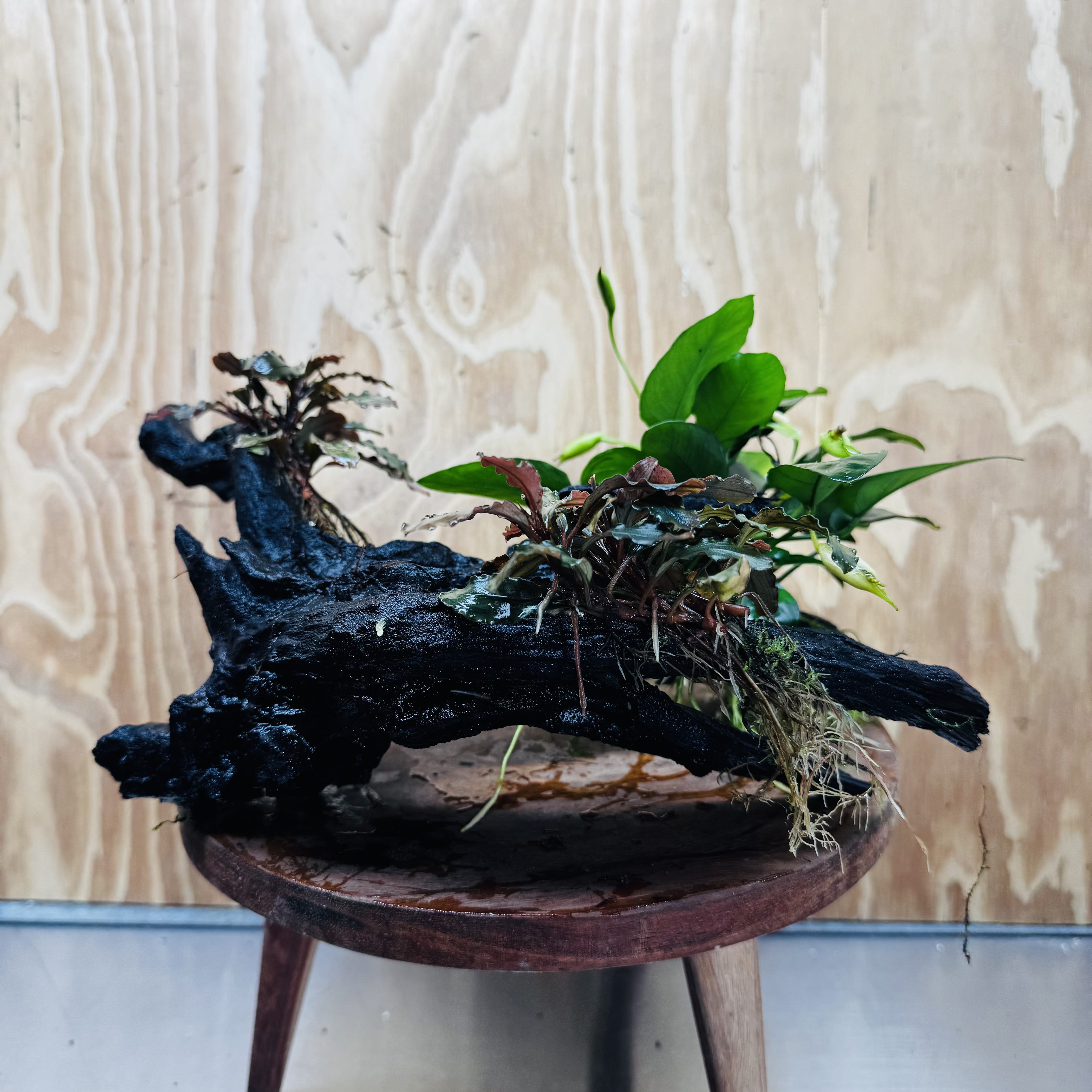 Scapeshop.com.au One Only Double Bucephalandra & Petite Nana Anubias Driftwood - ONE ONLY - Spectacular Double Bucephalandra & Petite Nana Anubias Driftwood - ONE ONLY - Spectacular