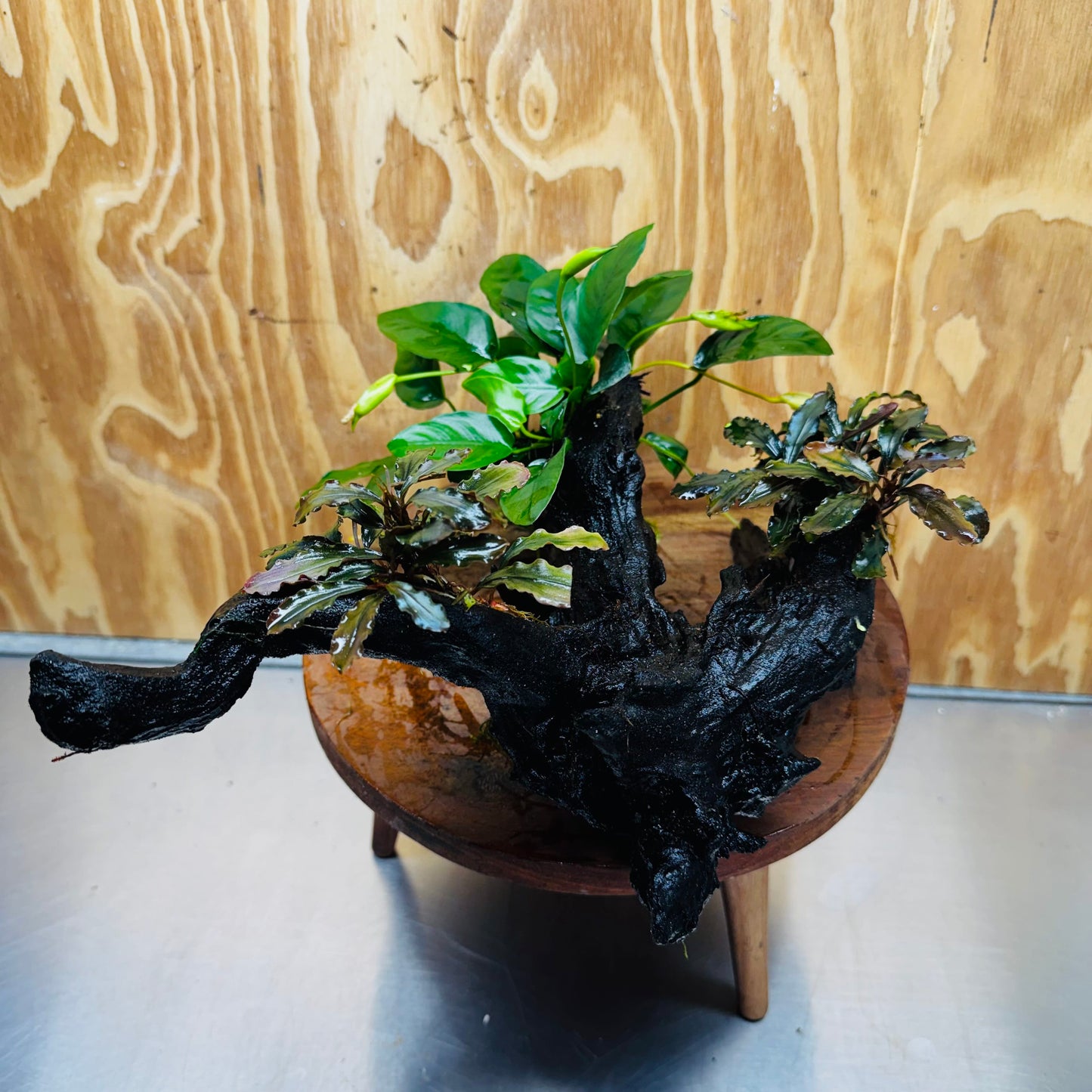 Scapeshop.com.au One Only Double Bucephalandra & Petite Nana Anubias Driftwood - ONE ONLY - Spectacular Double Bucephalandra & Petite Nana Anubias Driftwood - ONE ONLY - Spectacular