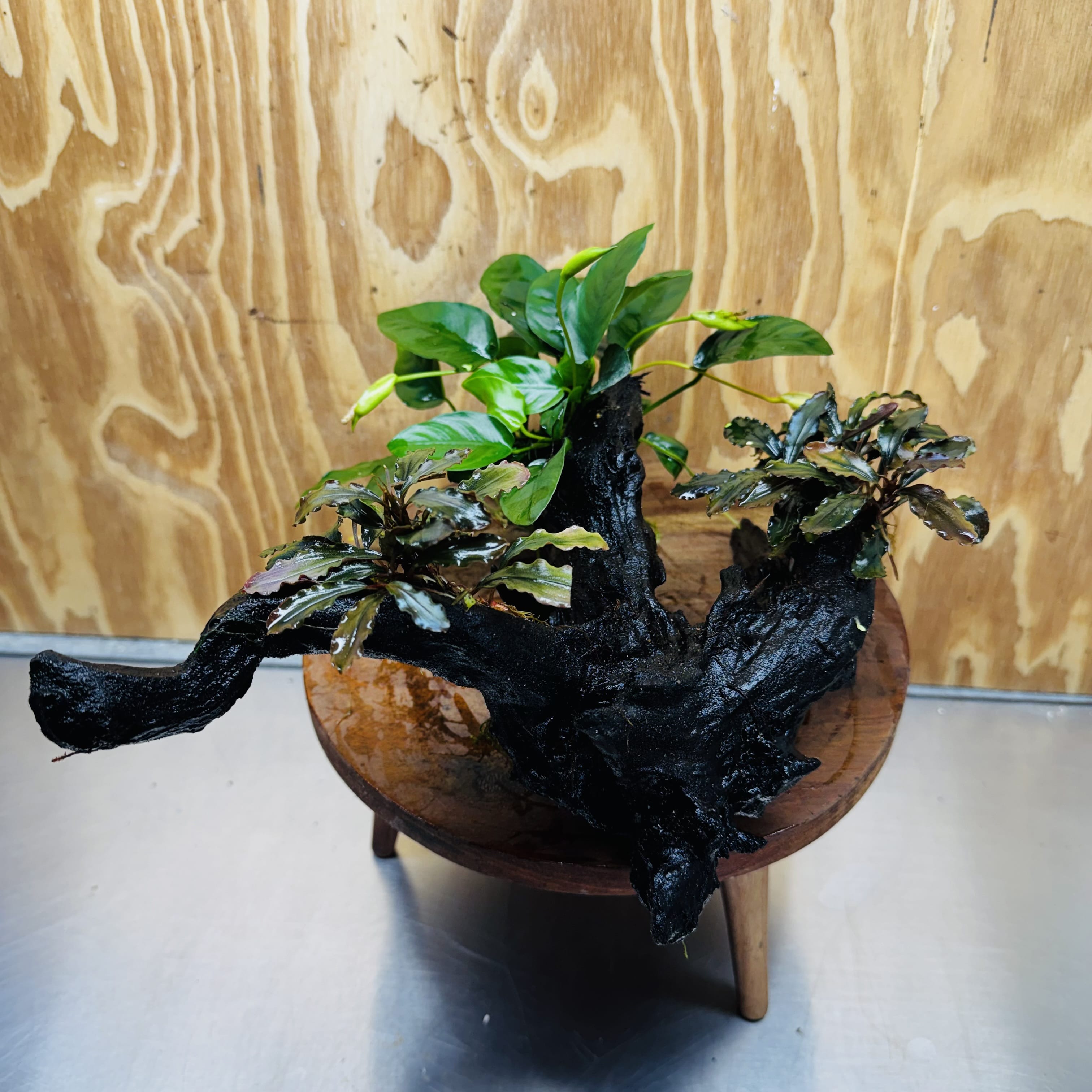 Scapeshop.com.au One Only Double Bucephalandra & Petite Nana Anubias Driftwood - ONE ONLY - Spectacular Double Bucephalandra & Petite Nana Anubias Driftwood - ONE ONLY - Spectacular