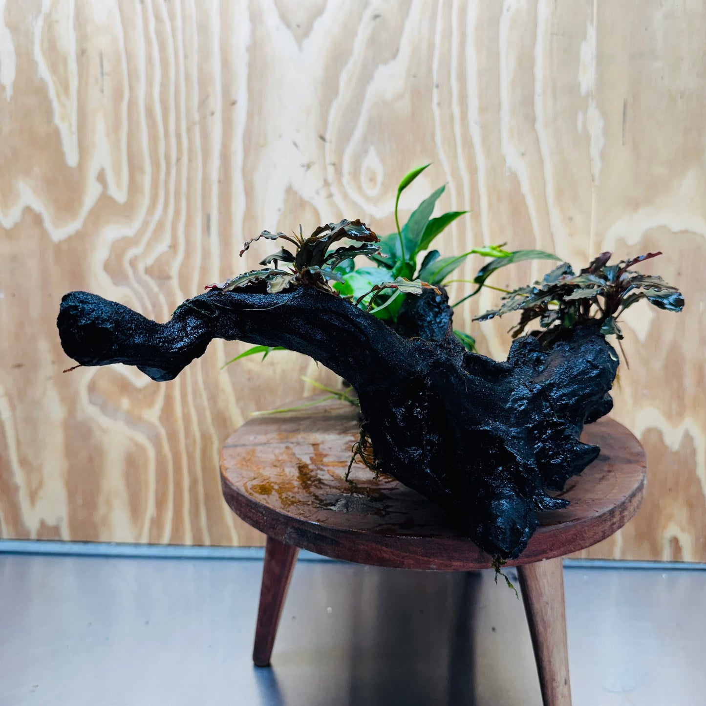 Scapeshop.com.au One Only Double Bucephalandra & Petite Nana Anubias Driftwood - ONE ONLY - Spectacular Double Bucephalandra & Petite Nana Anubias Driftwood - ONE ONLY - Spectacular