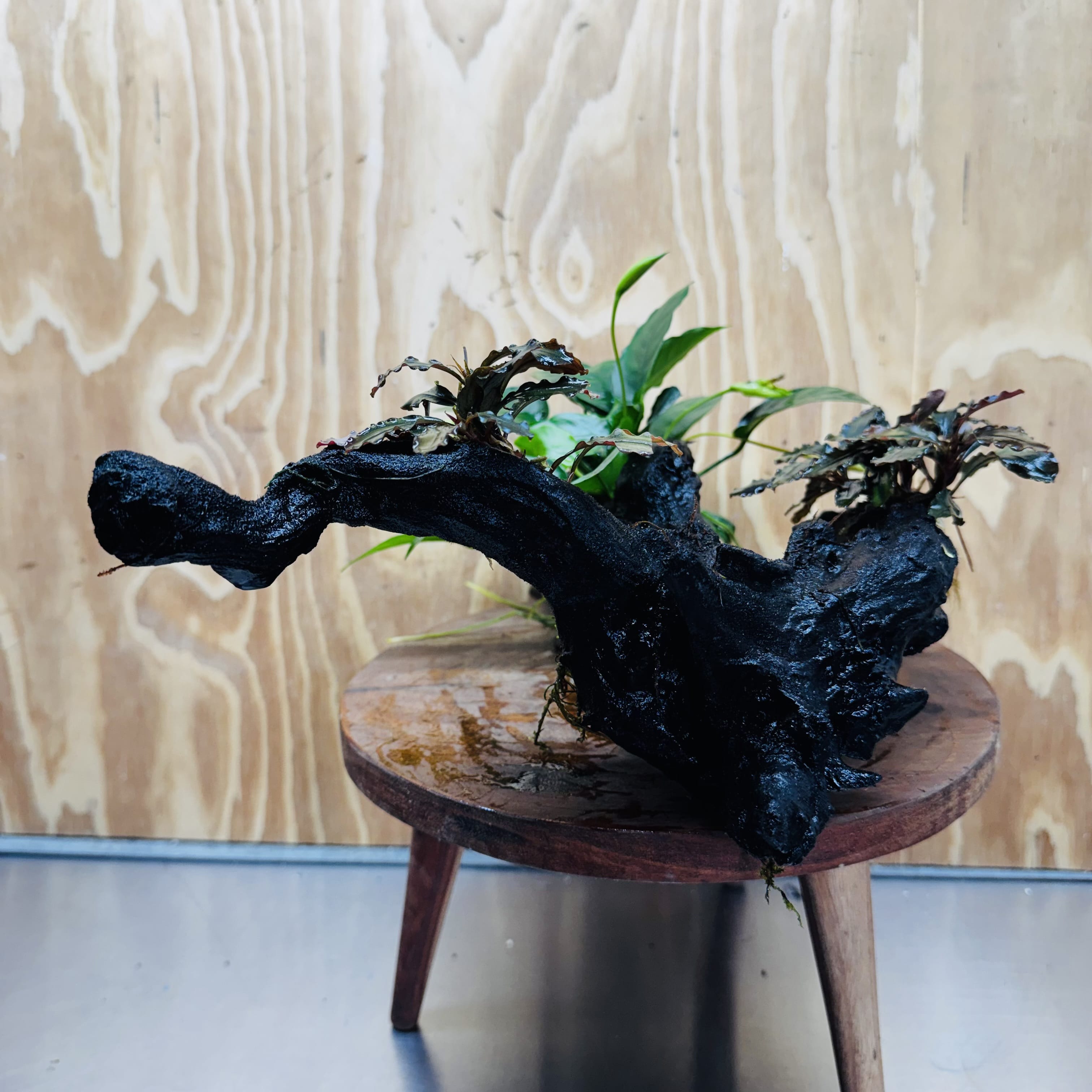 Scapeshop.com.au One Only Double Bucephalandra & Petite Nana Anubias Driftwood - ONE ONLY - Spectacular Double Bucephalandra & Petite Nana Anubias Driftwood - ONE ONLY - Spectacular