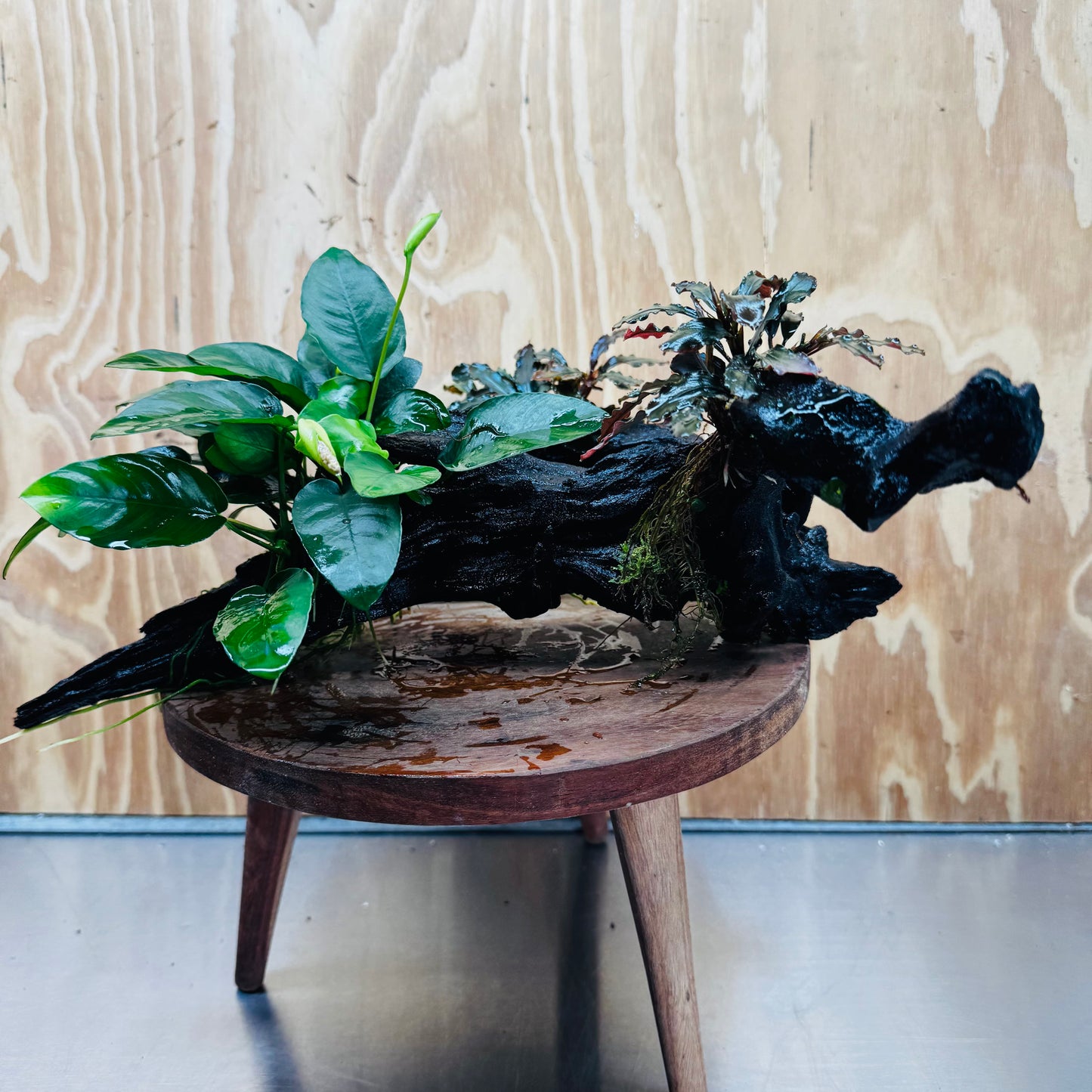 Scapeshop.com.au One Only Double Bucephalandra & Petite Nana Anubias Driftwood - ONE ONLY - Spectacular Double Bucephalandra & Petite Nana Anubias Driftwood - ONE ONLY - Spectacular