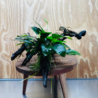 Scapeshop.com.au One Only Double Bucephalandra & Petite Nana Anubias Driftwood - ONE ONLY - Spectacular Double Bucephalandra & Petite Nana Anubias Driftwood - ONE ONLY - Spectacular