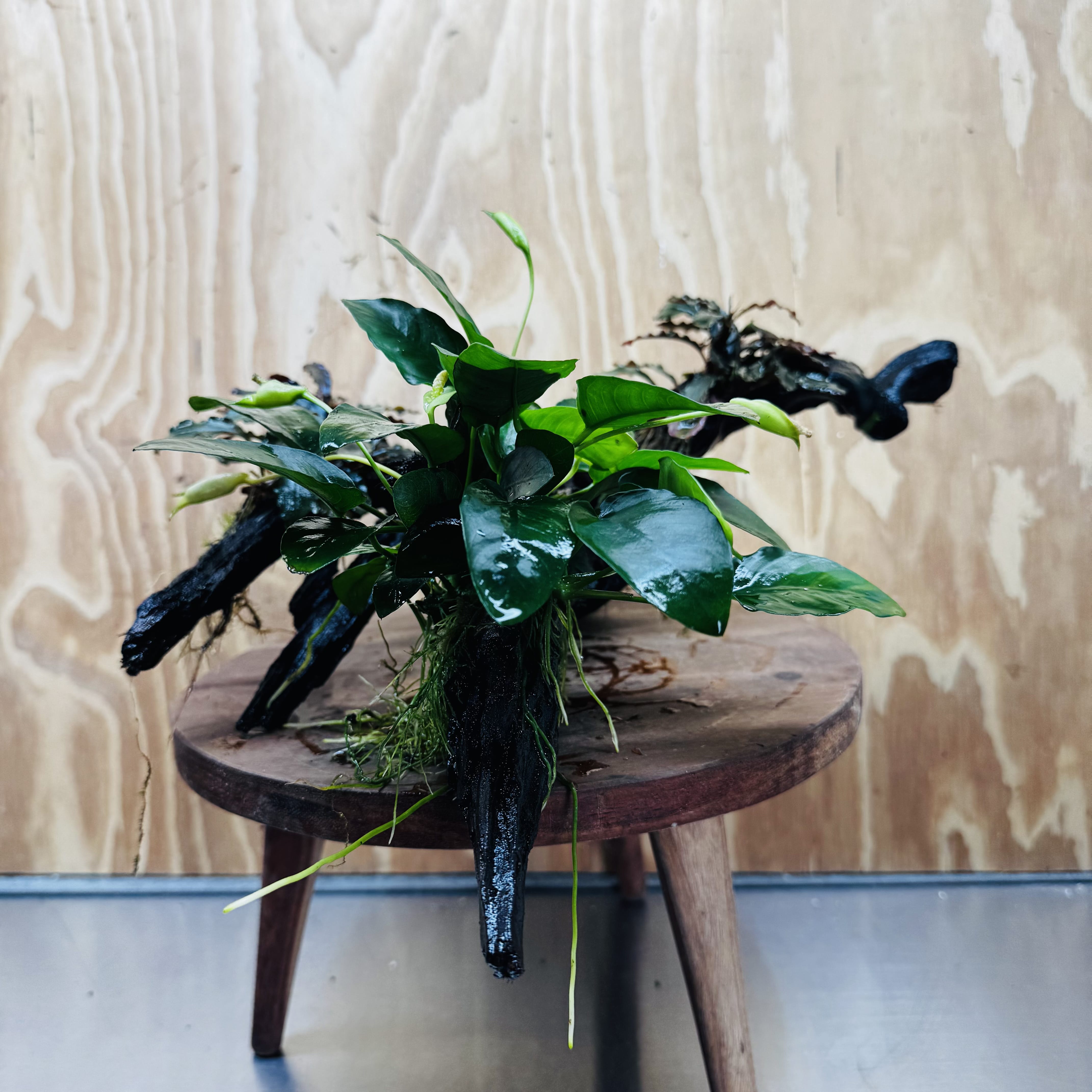 Scapeshop.com.au One Only Double Bucephalandra & Petite Nana Anubias Driftwood - ONE ONLY - Spectacular Double Bucephalandra & Petite Nana Anubias Driftwood - ONE ONLY - Spectacular