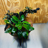Scapeshop.com.au One Only Double Bucephalandra & Petite Nana Anubias Driftwood - ONE ONLY - Spectacular Double Bucephalandra & Petite Nana Anubias Driftwood - ONE ONLY - Spectacular