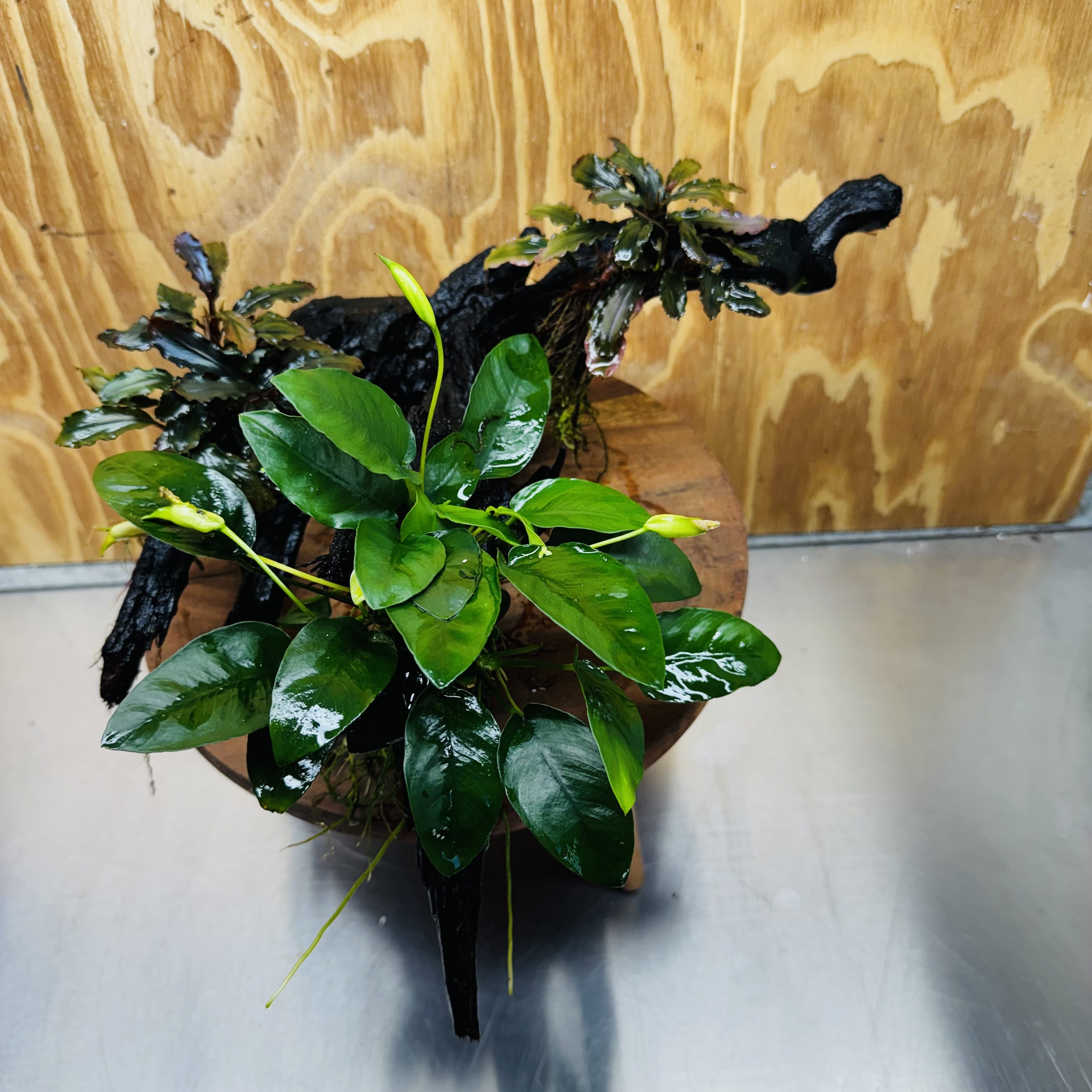 Scapeshop.com.au One Only Double Bucephalandra & Petite Nana Anubias Driftwood - ONE ONLY - Spectacular Double Bucephalandra & Petite Nana Anubias Driftwood - ONE ONLY - Spectacular