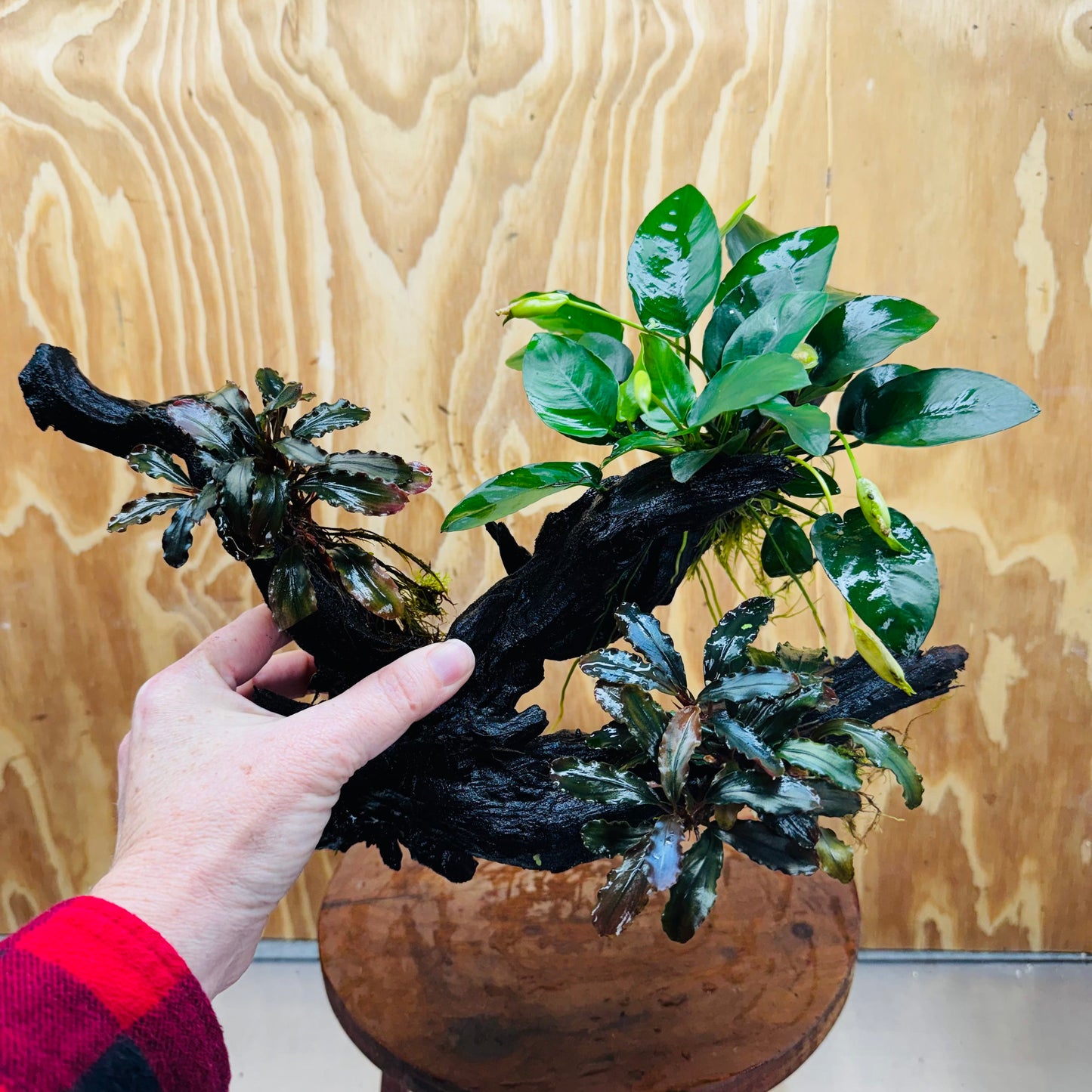 Scapeshop.com.au One Only Double Bucephalandra & Petite Nana Anubias Driftwood - ONE ONLY - Spectacular Double Bucephalandra & Petite Nana Anubias Driftwood - ONE ONLY - Spectacular