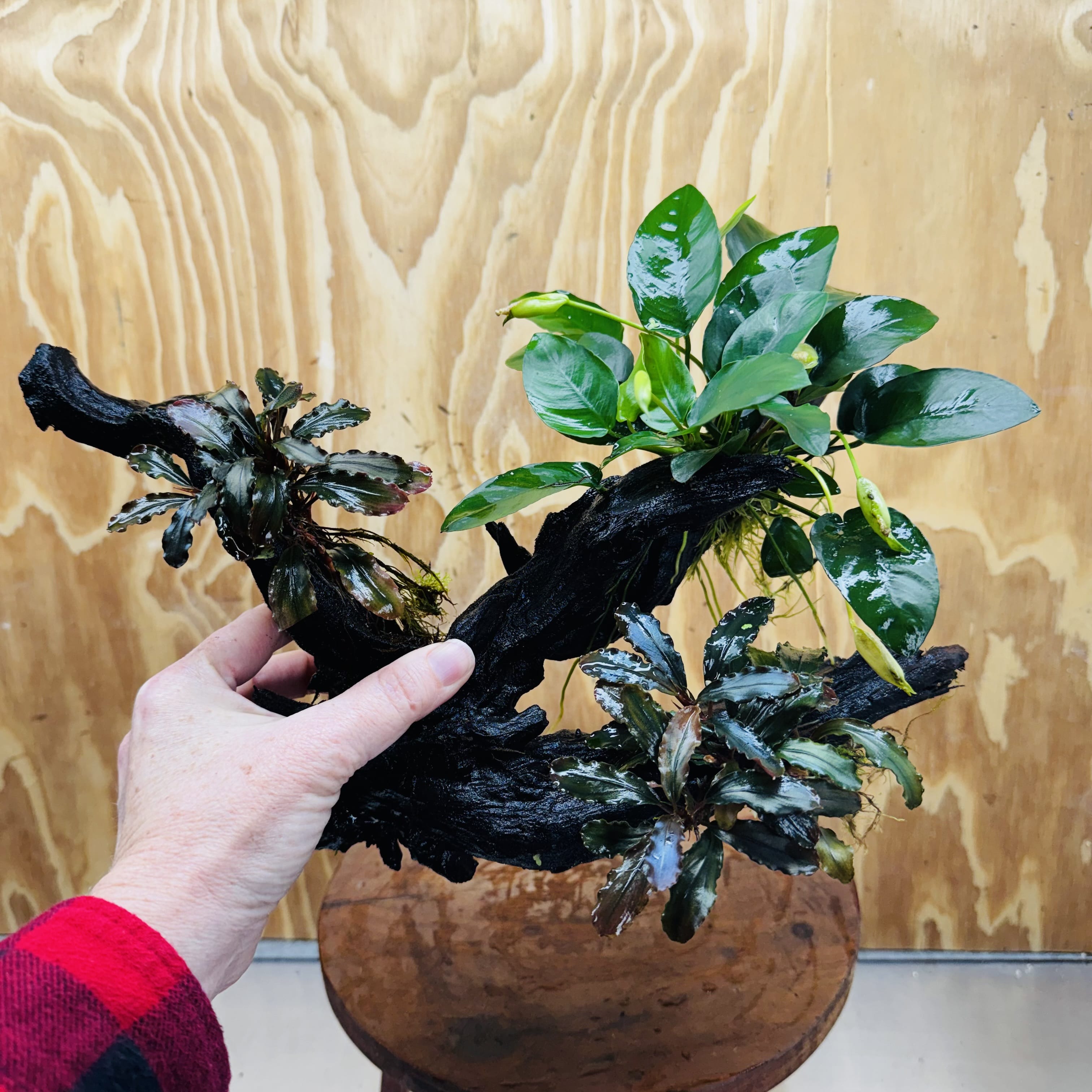 Scapeshop.com.au One Only Double Bucephalandra & Petite Nana Anubias Driftwood - ONE ONLY - Spectacular Double Bucephalandra & Petite Nana Anubias Driftwood - ONE ONLY - Spectacular