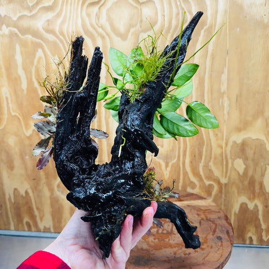 Scapeshop.com.au One Only Double Bucephalandra & Petite Nana Anubias Driftwood - ONE ONLY - Spectacular Double Bucephalandra & Petite Nana Anubias Driftwood - ONE ONLY - Spectacular