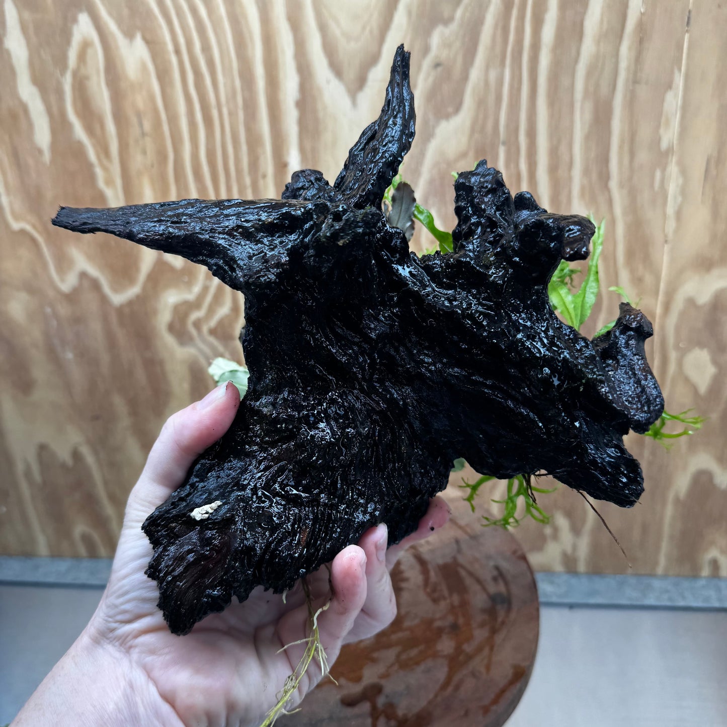 Scapeshop.com.au One Only Double Bucephalandra plus Crested Microsorum (Java Fern) Driftwood Creation - One Only - Jungle Double Bucephalandra plus Crested Microsorum (Java Fern) Driftwood Creation - One Only - Jungle