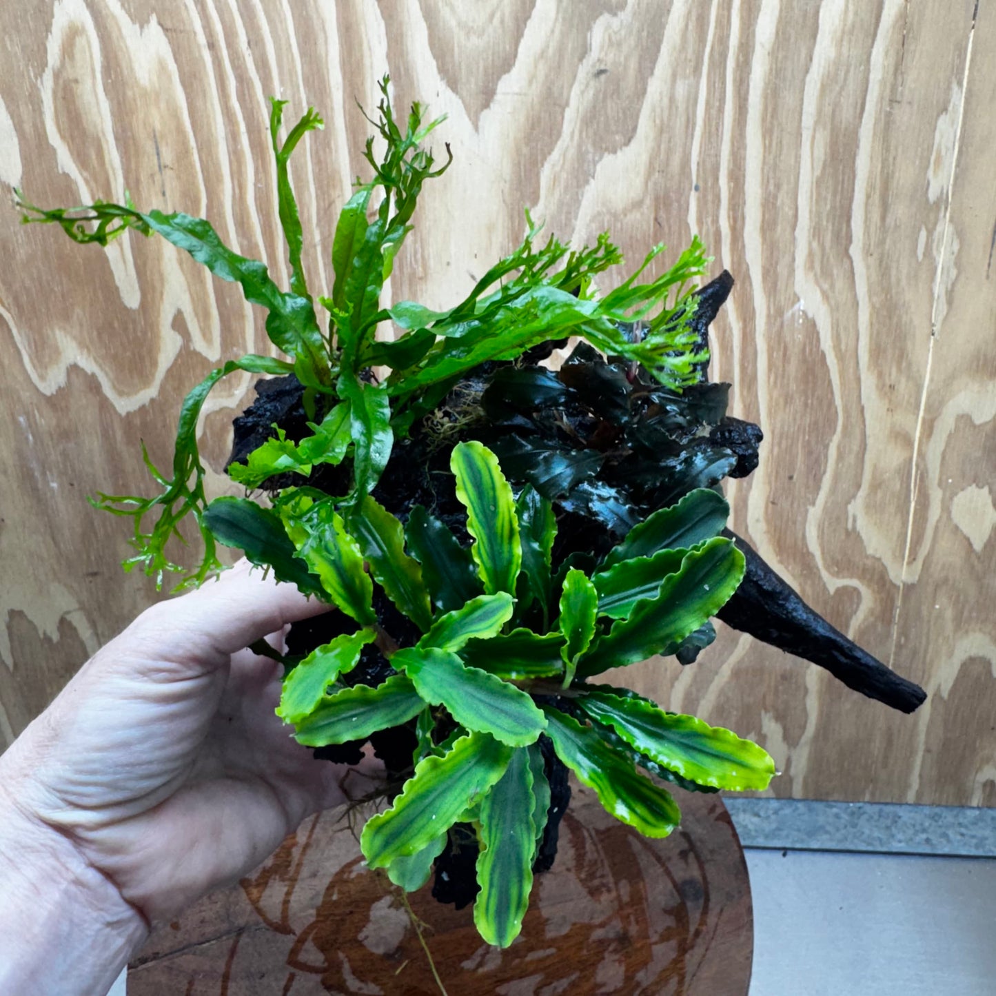 Scapeshop.com.au One Only Double Bucephalandra plus Crested Microsorum (Java Fern) Driftwood Creation - One Only - Jungle Double Bucephalandra plus Crested Microsorum (Java Fern) Driftwood Creation - One Only - Jungle