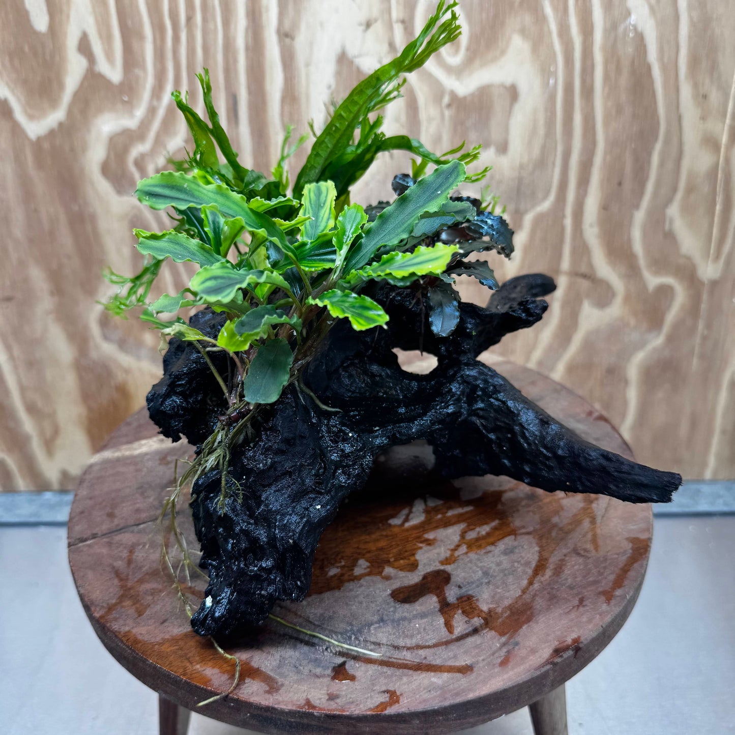 Scapeshop.com.au One Only Double Bucephalandra plus Crested Microsorum (Java Fern) Driftwood Creation - One Only - Jungle Double Bucephalandra plus Crested Microsorum (Java Fern) Driftwood Creation - One Only - Jungle