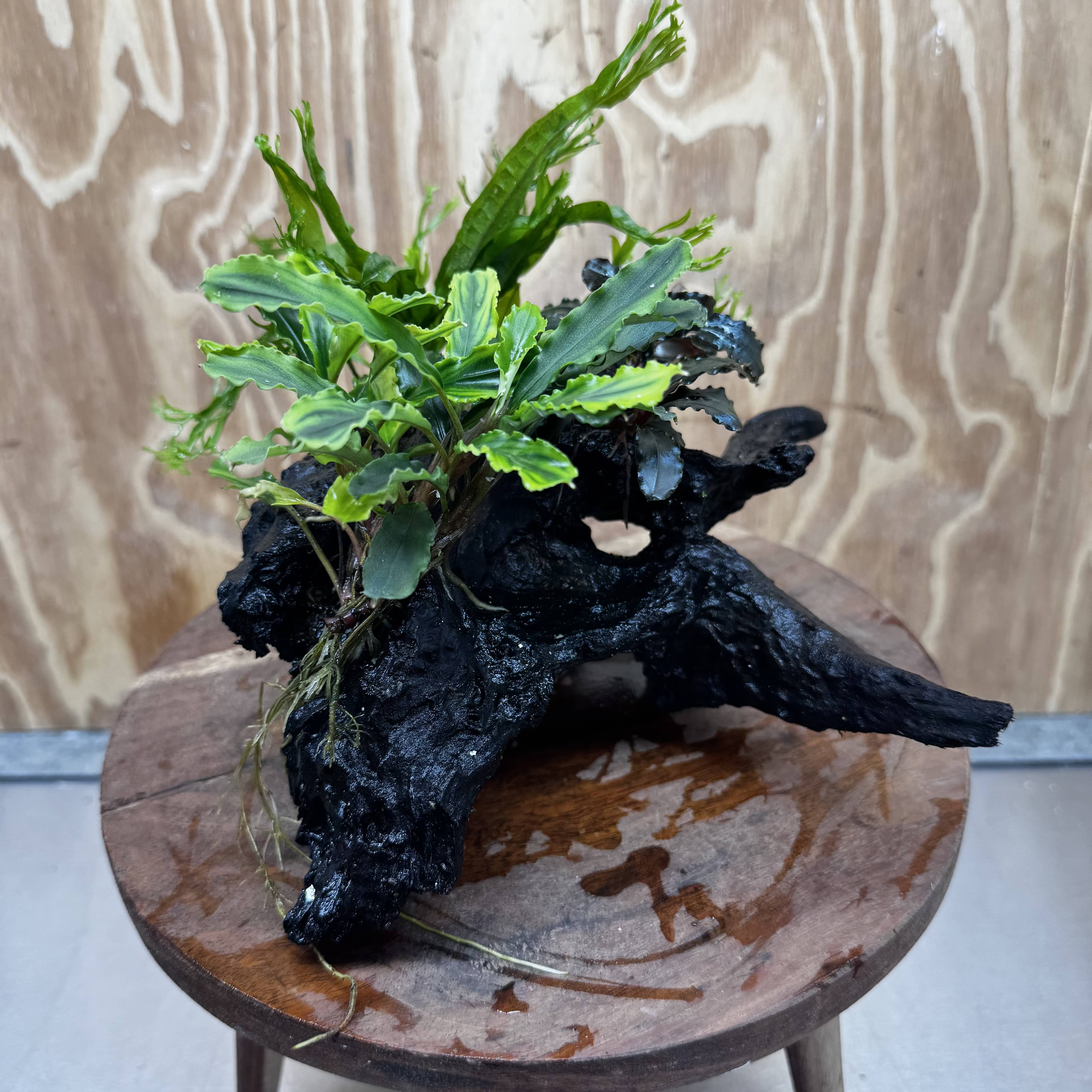 Scapeshop.com.au One Only Double Bucephalandra plus Crested Microsorum (Java Fern) Driftwood Creation - One Only - Jungle Double Bucephalandra plus Crested Microsorum (Java Fern) Driftwood Creation - One Only - Jungle