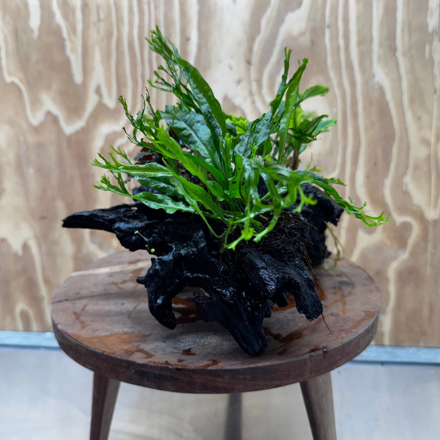 Scapeshop.com.au One Only Double Bucephalandra plus Crested Microsorum (Java Fern) Driftwood Creation - One Only - Jungle Double Bucephalandra plus Crested Microsorum (Java Fern) Driftwood Creation - One Only - Jungle