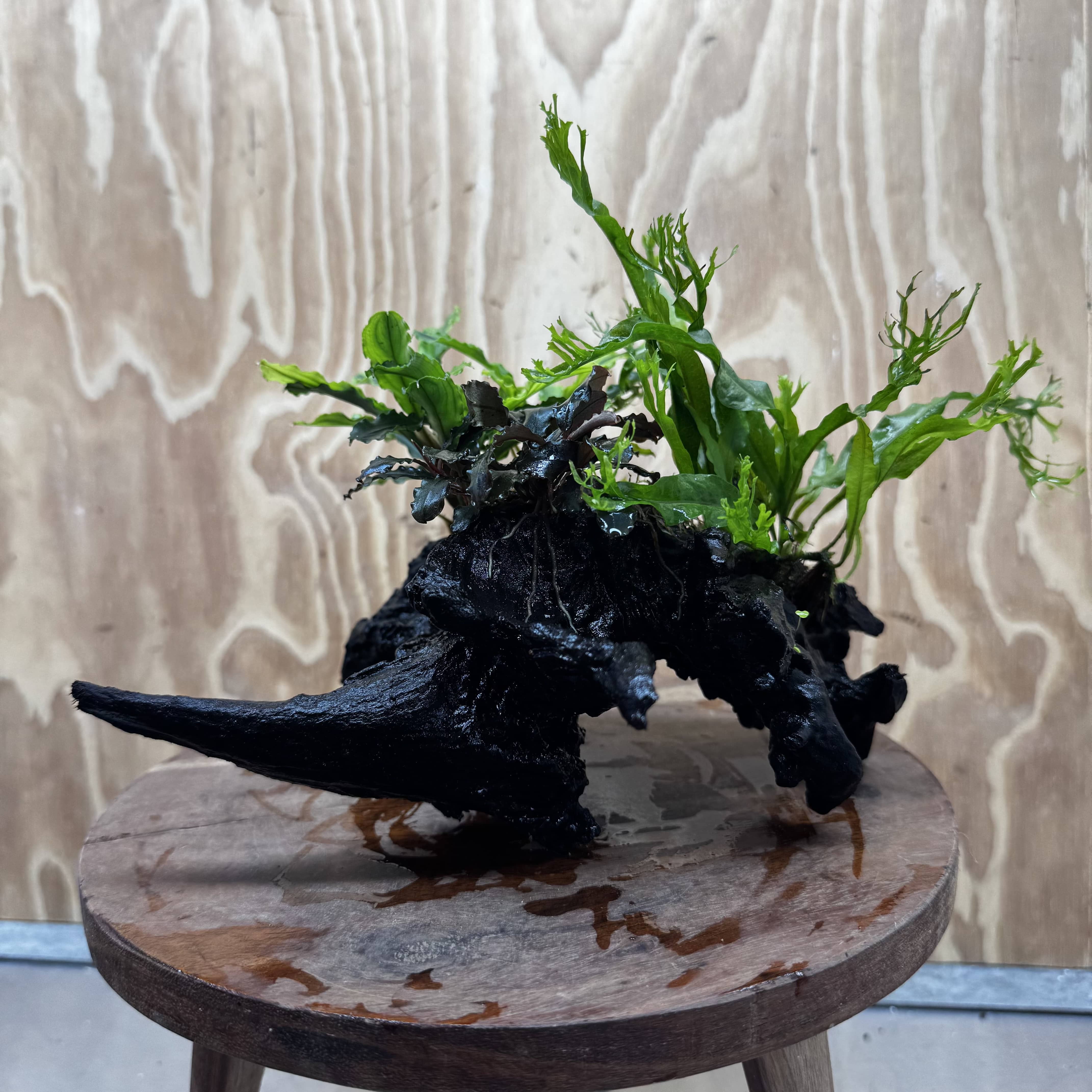 Scapeshop.com.au One Only Double Bucephalandra plus Crested Microsorum (Java Fern) Driftwood Creation - One Only - Jungle Double Bucephalandra plus Crested Microsorum (Java Fern) Driftwood Creation - One Only - Jungle