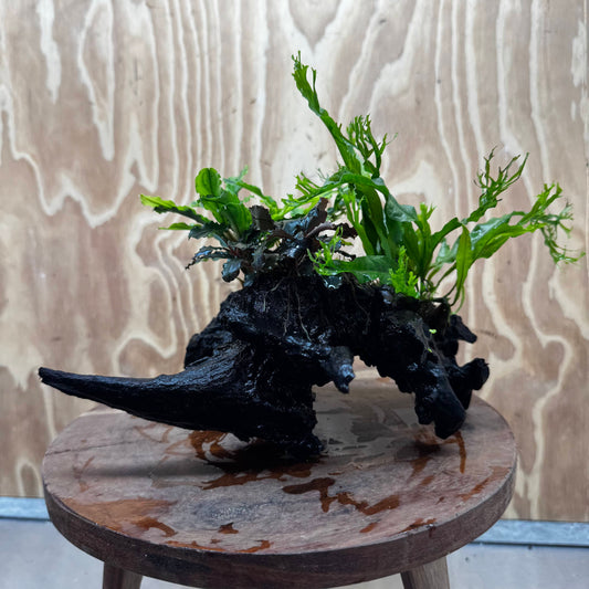 Scapeshop.com.au One Only Double Bucephalandra plus Crested Microsorum (Java Fern) Driftwood Creation - One Only - Jungle Double Bucephalandra plus Crested Microsorum (Java Fern) Driftwood Creation - One Only - Jungle