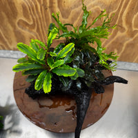 Scapeshop.com.au One Only Double Bucephalandra plus Crested Microsorum (Java Fern) Driftwood Creation - One Only - Jungle Double Bucephalandra plus Crested Microsorum (Java Fern) Driftwood Creation - One Only - Jungle
