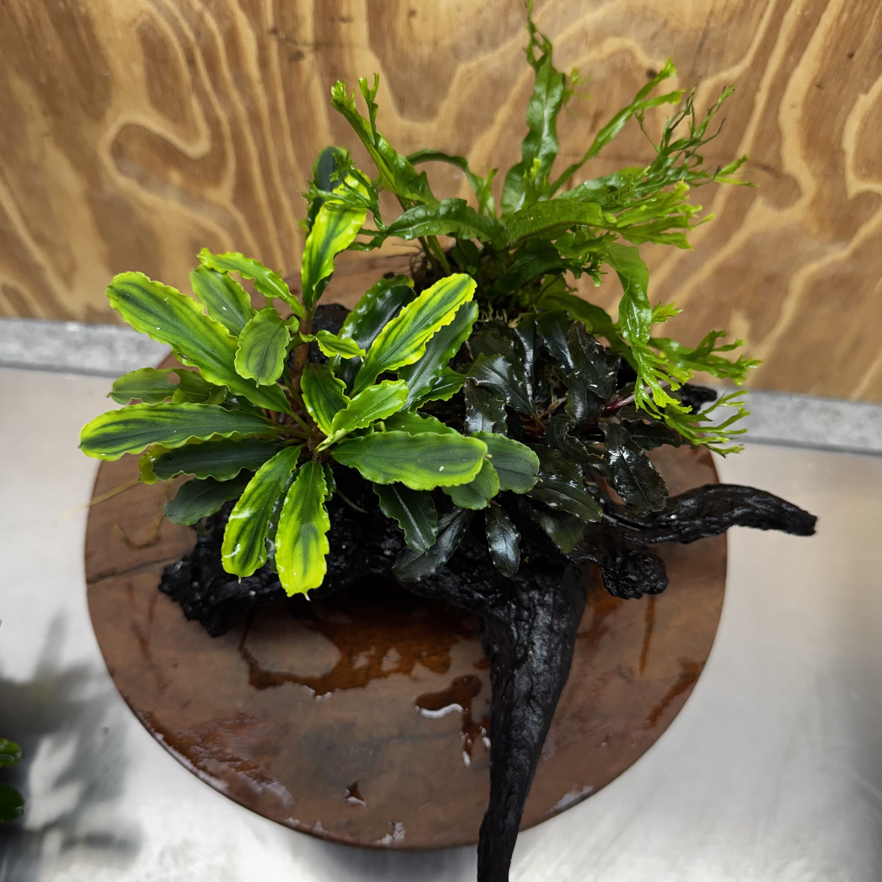 Scapeshop.com.au One Only Double Bucephalandra plus Crested Microsorum (Java Fern) Driftwood Creation - One Only - Jungle Double Bucephalandra plus Crested Microsorum (Java Fern) Driftwood Creation - One Only - Jungle