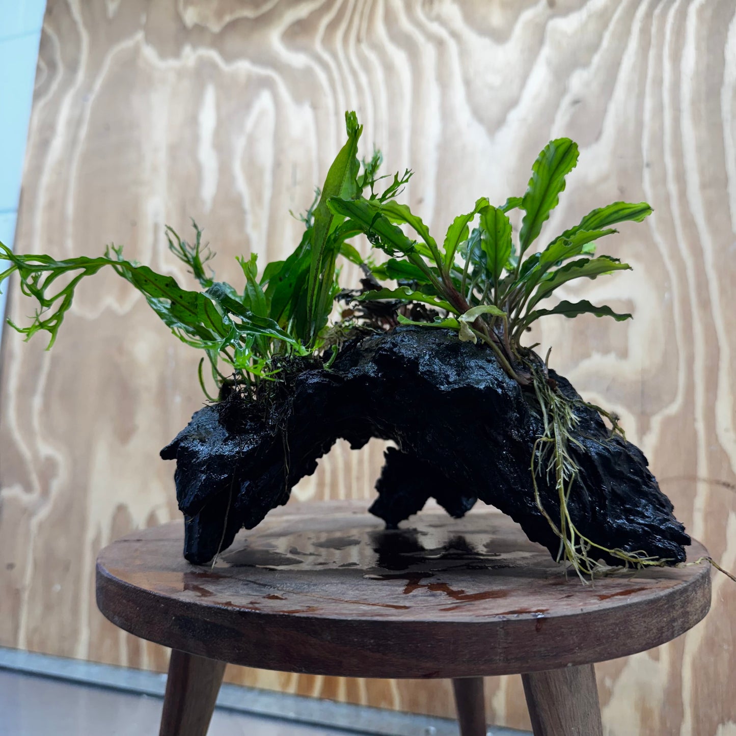 Scapeshop.com.au One Only Double Bucephalandra plus Crested Microsorum (Java Fern) Driftwood Creation - One Only - Jungle Double Bucephalandra plus Crested Microsorum (Java Fern) Driftwood Creation - One Only - Jungle