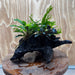 Scapeshop.com.au One Only Double Bucephalandra plus Crested Microsorum (Java Fern) Driftwood Creation - One Only - Jungle Double Bucephalandra plus Crested Microsorum (Java Fern) Driftwood Creation - One Only - Jungle