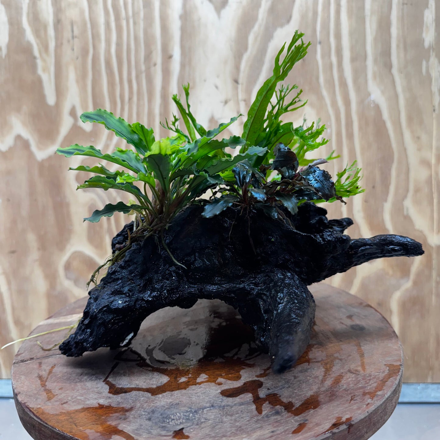 Scapeshop.com.au One Only Double Bucephalandra plus Crested Microsorum (Java Fern) Driftwood Creation - One Only - Jungle Double Bucephalandra plus Crested Microsorum (Java Fern) Driftwood Creation - One Only - Jungle