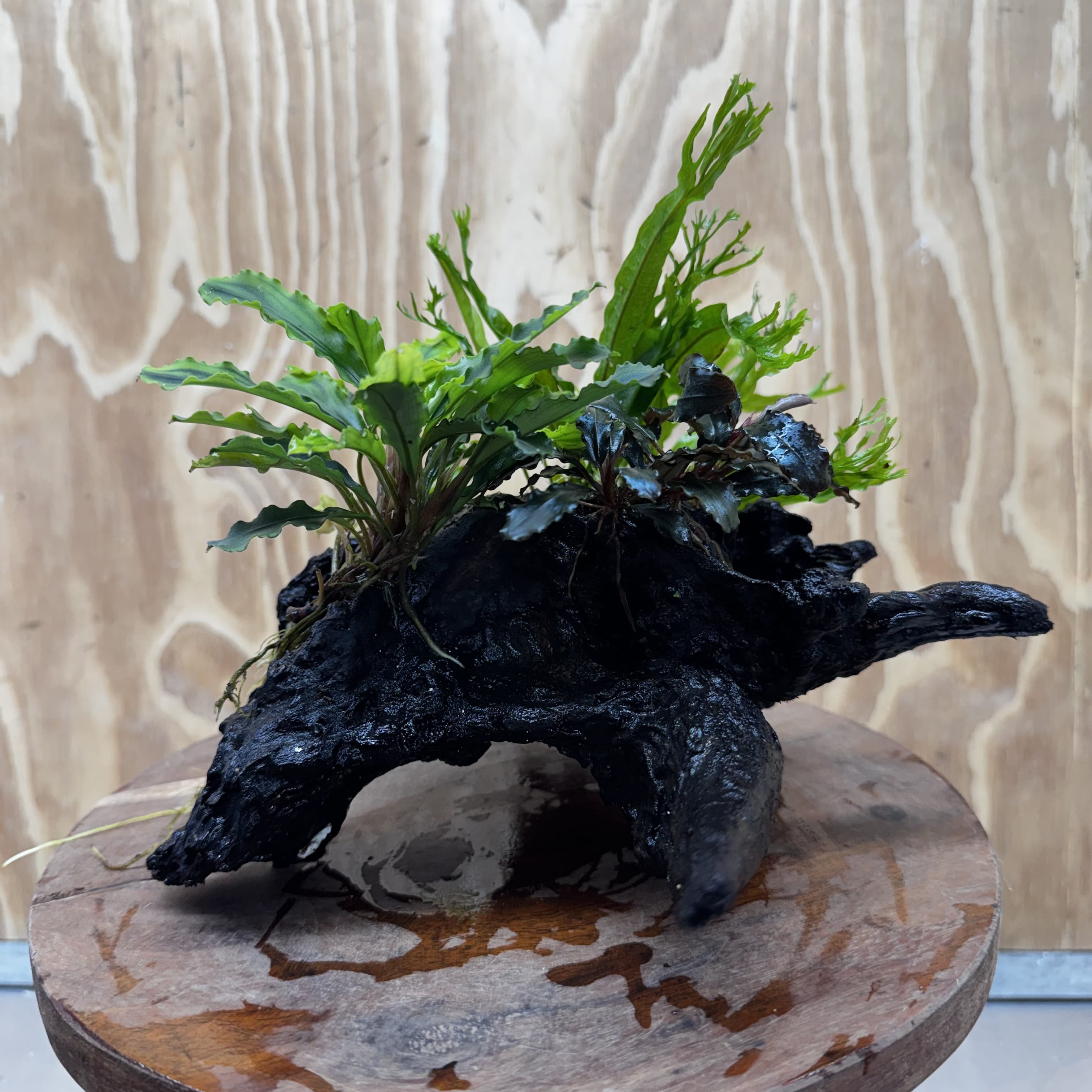 Scapeshop.com.au One Only Double Bucephalandra plus Crested Microsorum (Java Fern) Driftwood Creation - One Only - Jungle Double Bucephalandra plus Crested Microsorum (Java Fern) Driftwood Creation - One Only - Jungle