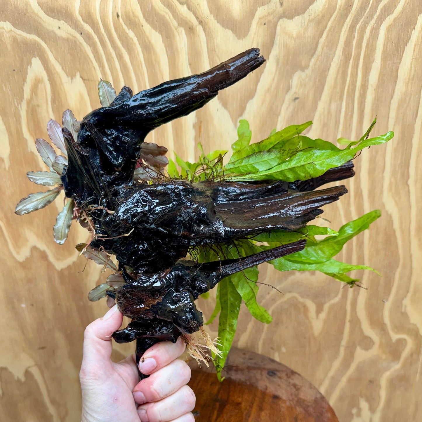 Scapeshop.com.au One Only Double Bucephalandra plus Indo Microsorum (Java Fern) Driftwood Creation - One Only - Jungle Double Bucephalandra plus Indo Microsorum (Java Fern) Driftwood Creation - One Only - Jungle