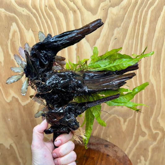 Scapeshop.com.au One Only Double Bucephalandra plus Indo Microsorum (Java Fern) Driftwood Creation - One Only - Jungle Double Bucephalandra plus Indo Microsorum (Java Fern) Driftwood Creation - One Only - Jungle