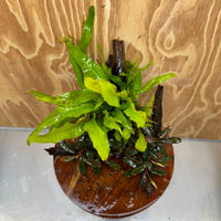 Scapeshop.com.au One Only Double Bucephalandra plus Indo Microsorum (Java Fern) Driftwood Creation - One Only - Jungle Double Bucephalandra plus Indo Microsorum (Java Fern) Driftwood Creation - One Only - Jungle