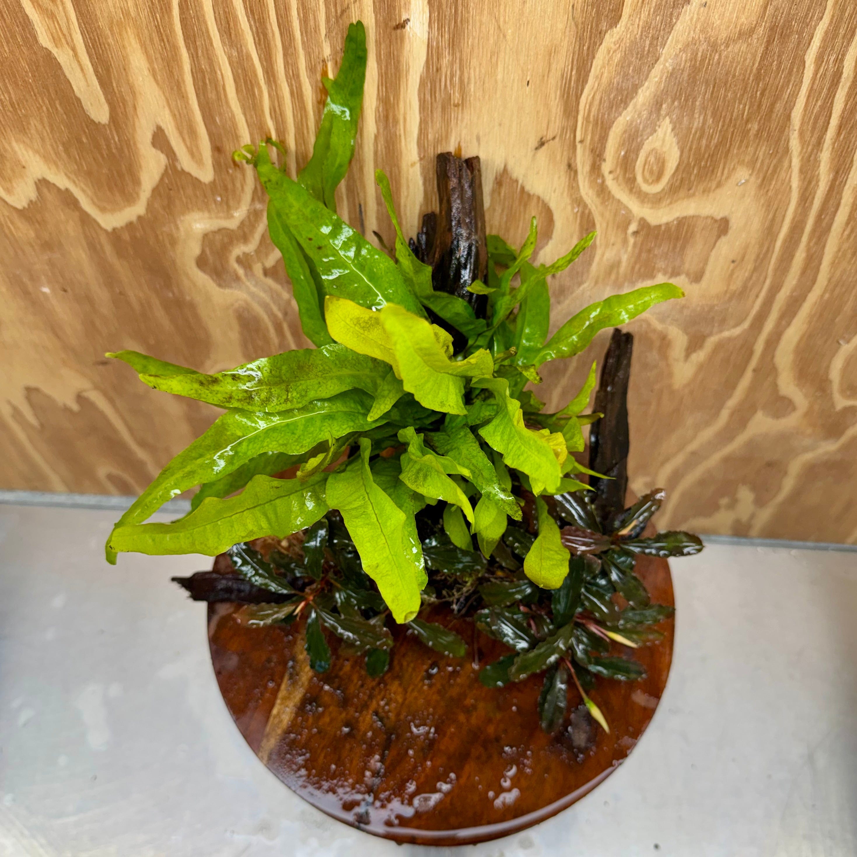 Scapeshop.com.au One Only Double Bucephalandra plus Indo Microsorum (Java Fern) Driftwood Creation - One Only - Jungle Double Bucephalandra plus Indo Microsorum (Java Fern) Driftwood Creation - One Only - Jungle