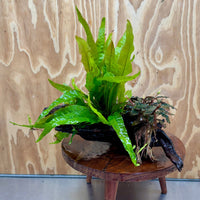 Scapeshop.com.au One Only Double Bucephalandra plus Indo Microsorum (Java Fern) Driftwood Creation - One Only - Jungle Double Bucephalandra plus Indo Microsorum (Java Fern) Driftwood Creation - One Only - Jungle