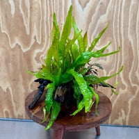 Scapeshop.com.au One Only Double Bucephalandra plus Indo Microsorum (Java Fern) Driftwood Creation - One Only - Jungle Double Bucephalandra plus Indo Microsorum (Java Fern) Driftwood Creation - One Only - Jungle