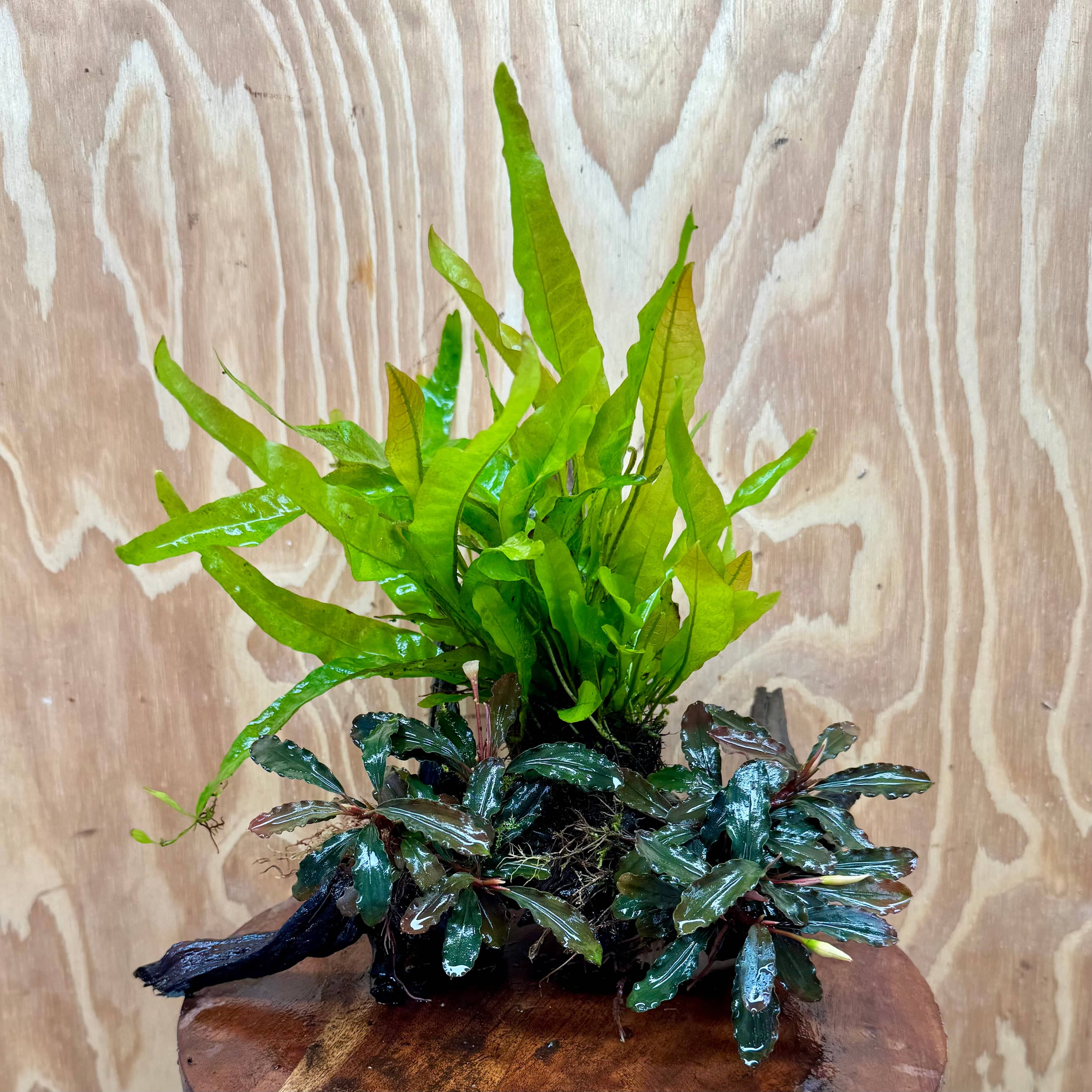 Scapeshop.com.au One Only Double Bucephalandra plus Indo Microsorum (Java Fern) Driftwood Creation - One Only - Jungle Double Bucephalandra plus Indo Microsorum (Java Fern) Driftwood Creation - One Only - Jungle