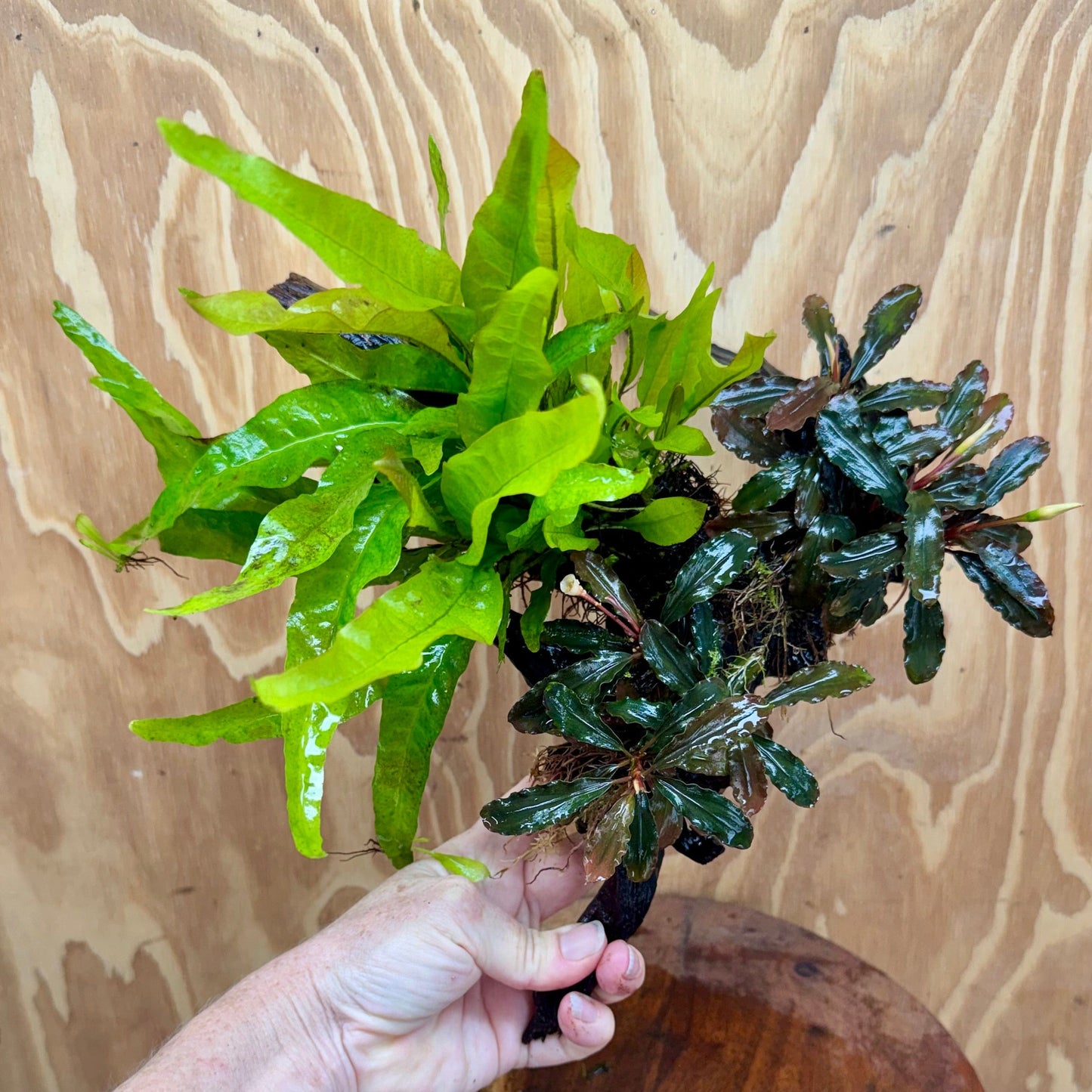 Scapeshop.com.au One Only Double Bucephalandra plus Indo Microsorum (Java Fern) Driftwood Creation - One Only - Jungle Double Bucephalandra plus Indo Microsorum (Java Fern) Driftwood Creation - One Only - Jungle